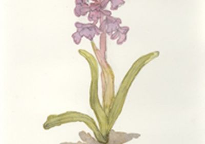 Actic Flora