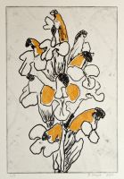 poly blom06