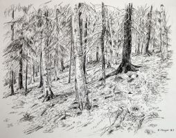 forest overgrown pasture
