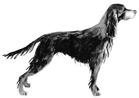gordonsetter