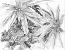 willowherb9