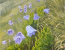 bluebells in mountains