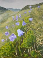 bluebells in mountains