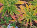 willowherb and plant