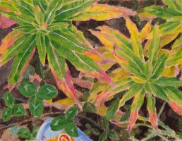 willowherb and plant
