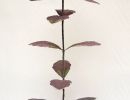 bartsia alpina