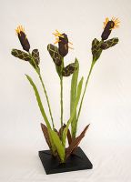 carex saxatilis