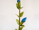 gentiana nivalis