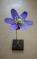 hepatica