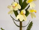 pediculaaris oederi