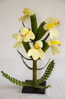 pediculaaris oederi