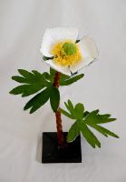 ranunculus glacialis old