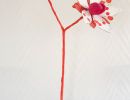 saxifraga stellaris