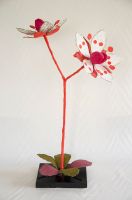 saxifraga stellaris